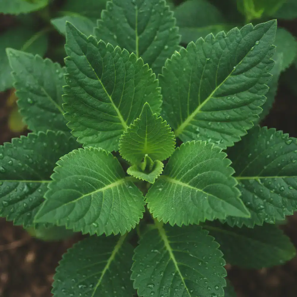 Close-up of vibrant green plant leaves emphasizing natural growth and sustainability
